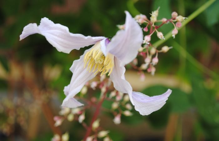 Clematis Hanajima