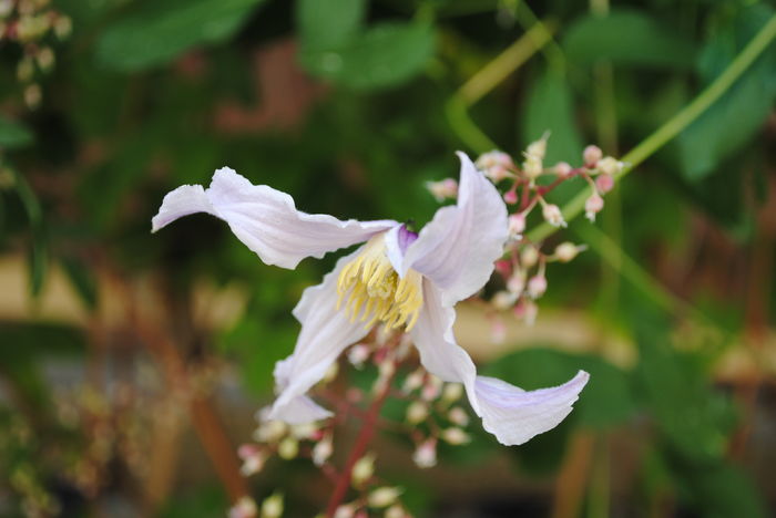 Clematis Hanajima