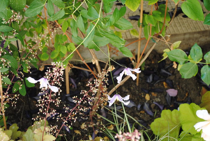Clematis Hanajima