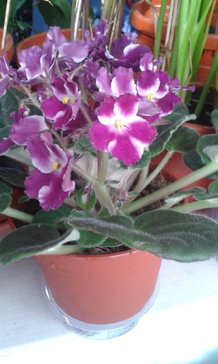 20160621 - AA VIOLETE de COLECTIE