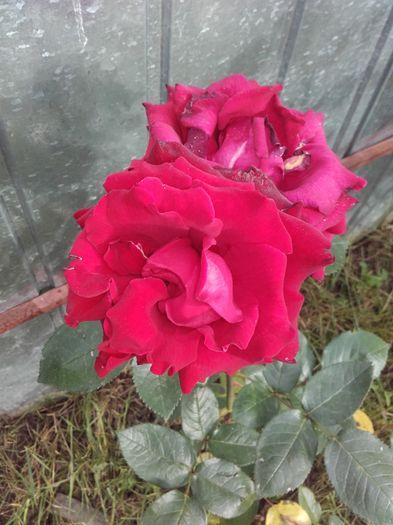 20160621_184508 - Trandafiri 2016