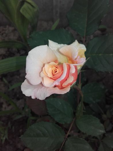 caramela de la marcela dumitran din butas pus in toamna - Trandafiri 2016