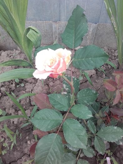 20160621_183251 - Trandafiri 2016