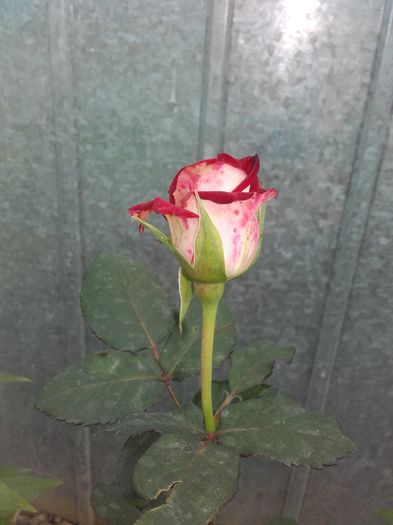 12 bulgaresc - nu-i stiu numele - Trandafiri 2016