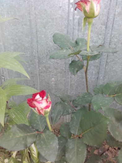 20160621_183339 - Trandafiri 2016