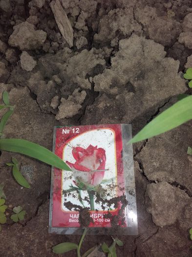 20160621_183348 - Trandafiri 2016