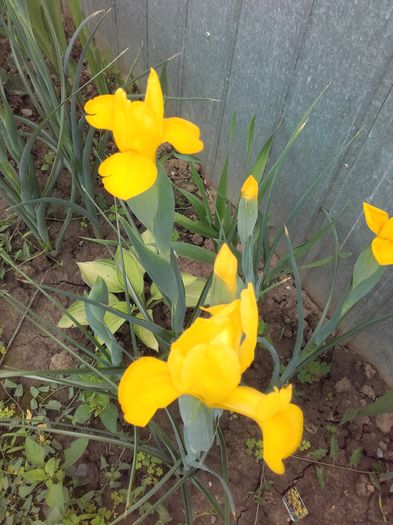 irisi galbeni de la planteo - Irisi 2016