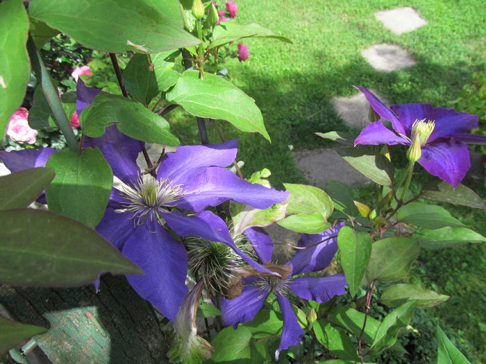 IMG_4290 - Clematite 2016