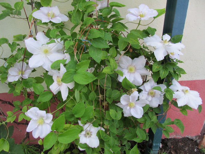 IMG_3659 - Clematite 2016