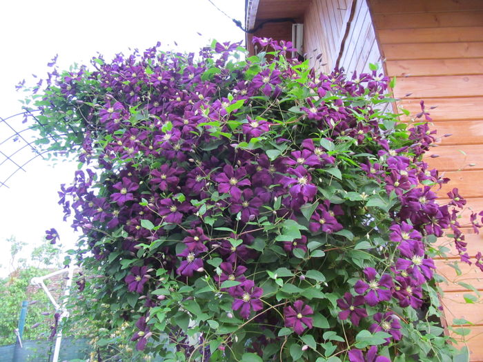 IMG_4466 Vitticela Ettoile  Violette