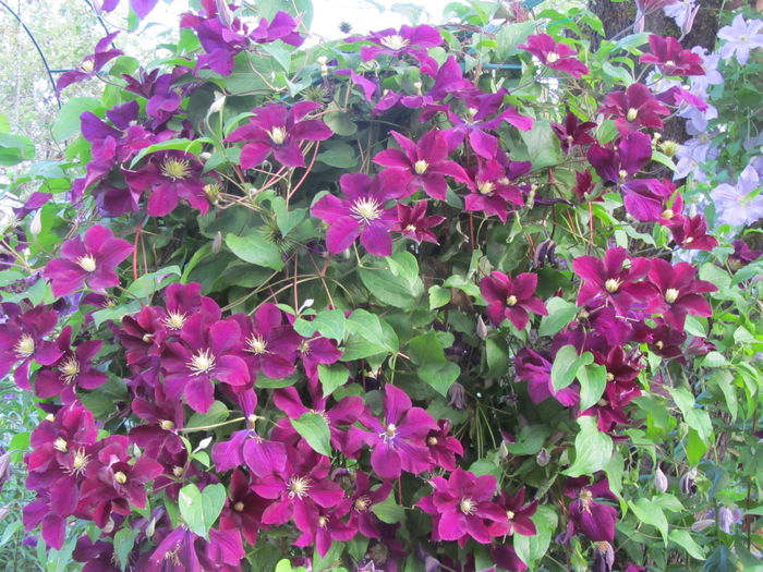 IMG_4469 - Clematite 2016