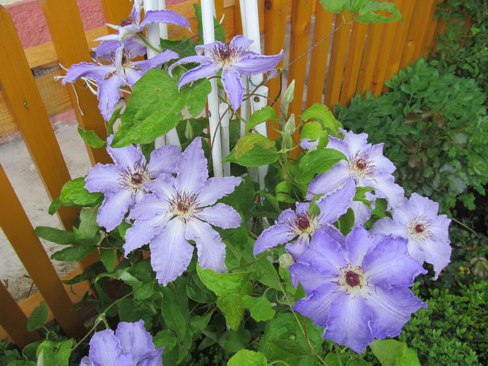 IMG_3372 - Clematite 2016