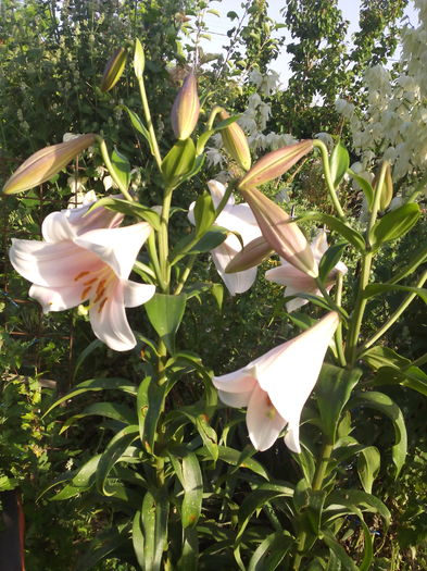 1466523913922 - Crini 2016