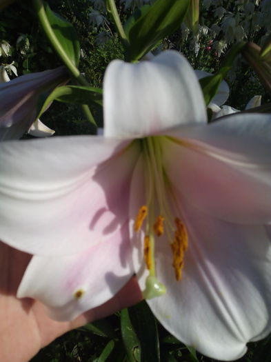 1466523898603 - Crini 2016