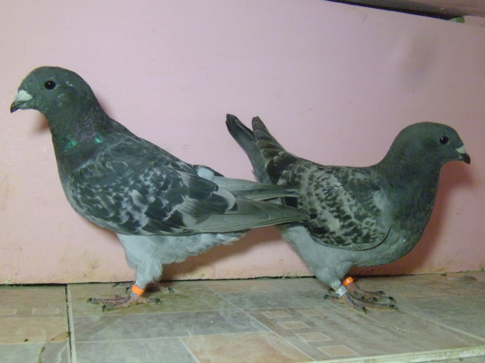 VINDUTI