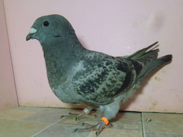 VINDUT