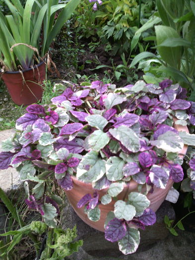 Ajuga - 01-Flori din curtea mea 2016