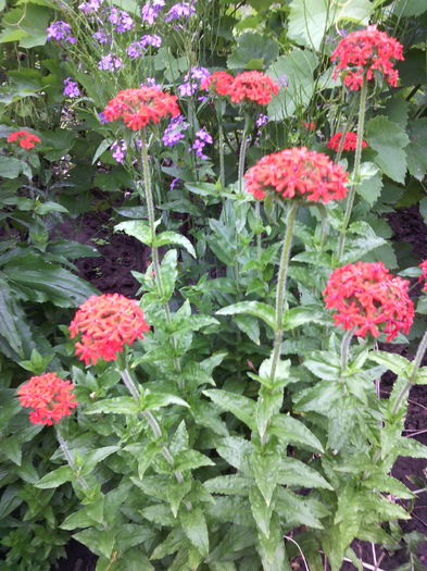 Lychnis calcedonica - 01-Flori din curtea mea 2016