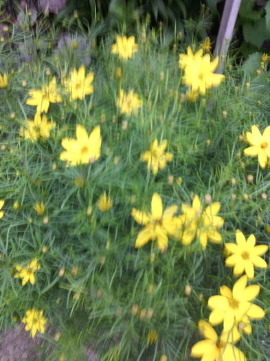 Coreopsis verticilata zagreb - 01-Flori din curtea mea 2016