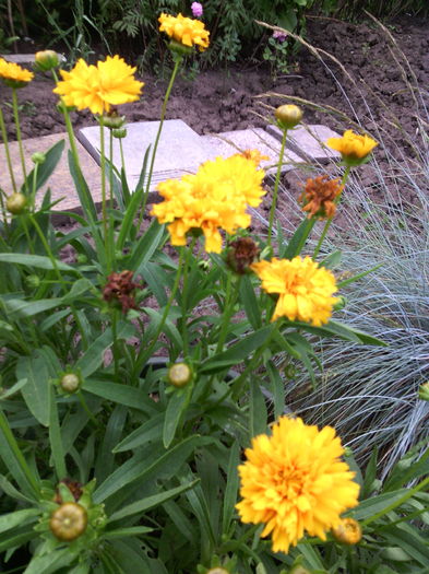 Coreopsis grandiflora early sunrise - 01-Flori din curtea mea 2016