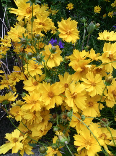 Coreopsis grandiflora - 01-Flori din curtea mea 2016