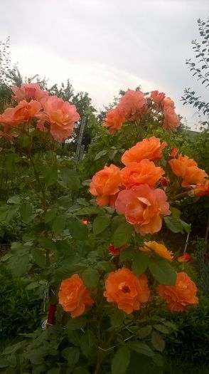 westerland - Trandafiri 2016