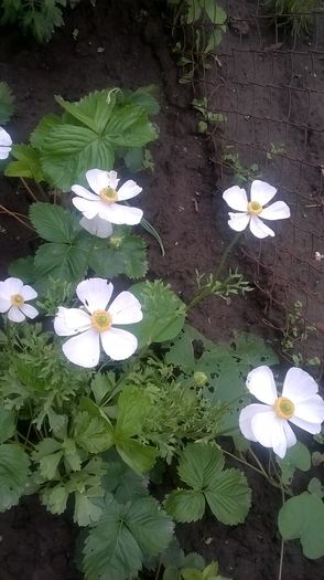 WP_20160621_15_48_24_Pro - gradina 2016