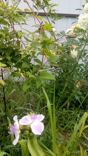 IMG_20160622_074832 - Trandescantia