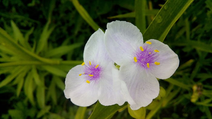 IMG_20160622_071942 - Trandescantia