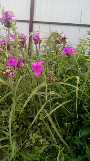 IMG_20160622_071910 - Trandescantia