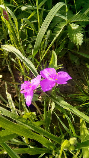 IMG_20160622_071800 - Trandescantia