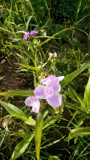 IMG_20160622_071738 - Trandescantia