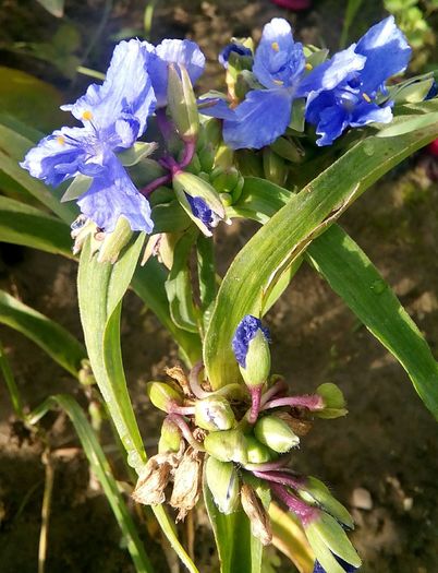 IMG_20160622_074716 - Trandescantia