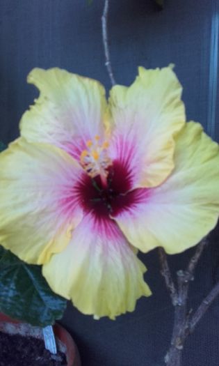 tahitian queen