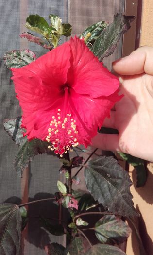 cooperi variegat - Hibii 2016