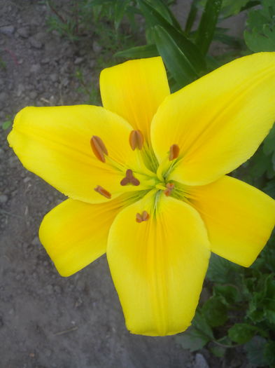 1466568373888 - Crini 2016