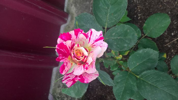 WP_20160622_08_54_01_Pro