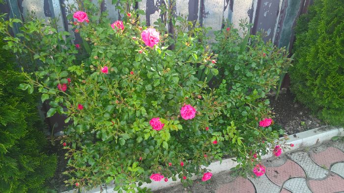 WP_20160622_08_48_06_Pro