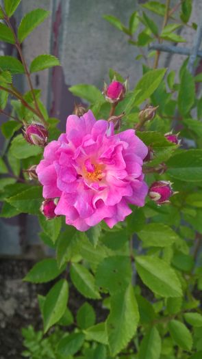 WP_20160621_20_05_11_Pro