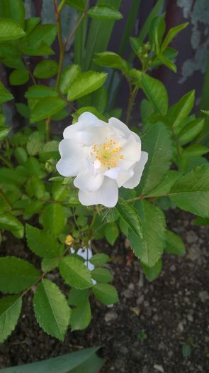 WP_20160621_20_04_59_Pro