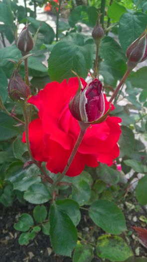 WP_20160621_18_45_07_Pro