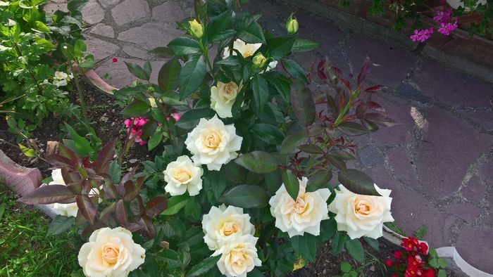 WP_20160621_18_43_12_Pro