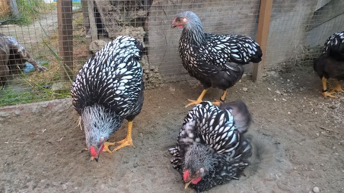 Baie.. - Wyandotte argintiu