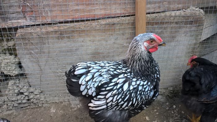 WP_20160621_20_08_05_Pro - Wyandotte argintiu