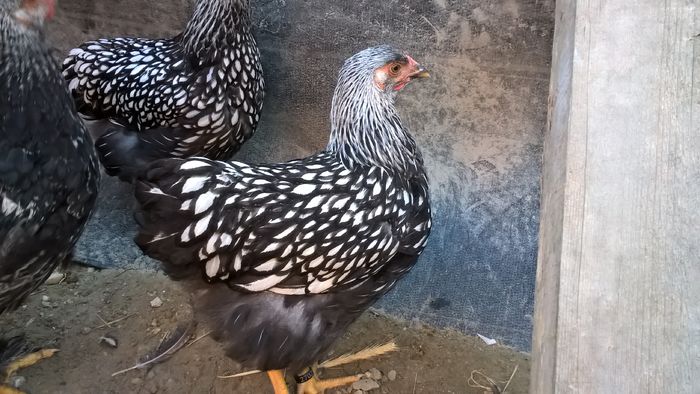 WP_20160621_20_08_14_Pro - Wyandotte argintiu