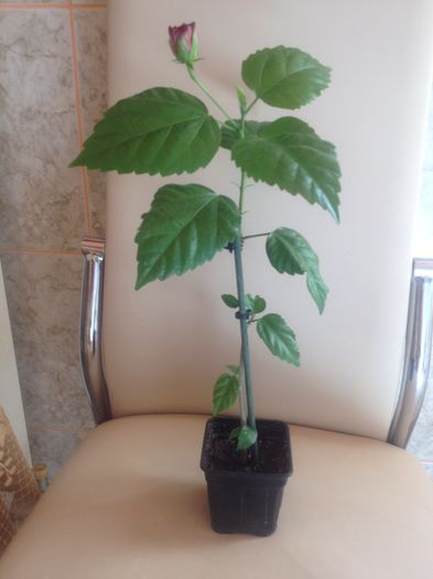 Classic red-(15) - hibiscus