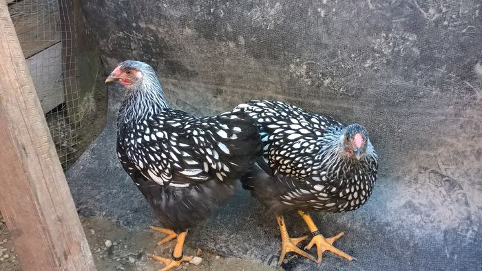 Ce-o vrea de la noi...?! - Wyandotte argintiu