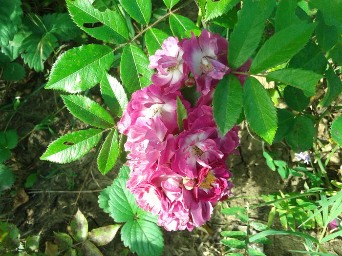 20160622_071909 - Perennial Blue Rose