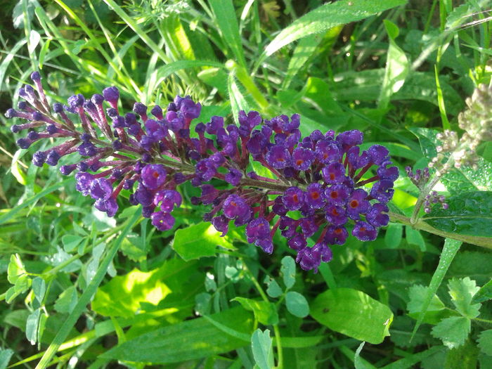 20160622_072505 - Buddleja Davidii - Liliac de vara