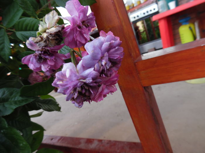 043 - Hybrid multiflora Rambler Marie viaud